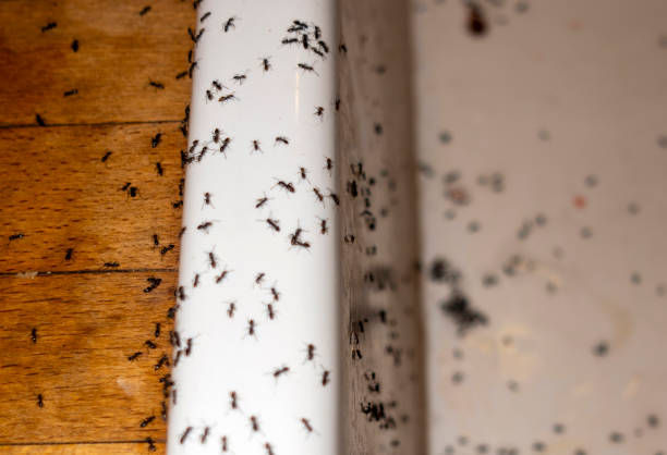 Best Commercial Pest Control Services  in Lilburn, GA
