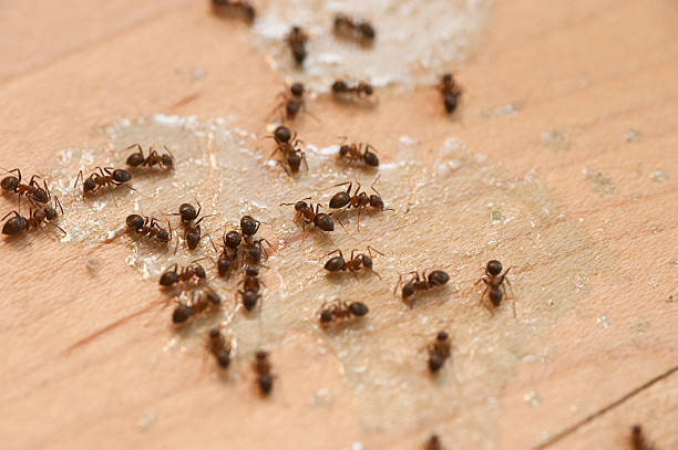 Best Best Pest Control Companies  in Lilburn, GA